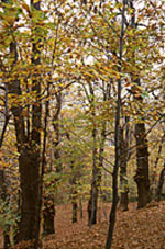 Bosco Nero in Autunno