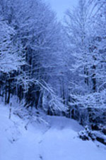il Bosco in inverno